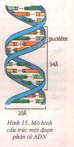 Giải Sinh 9 Bài 20: Thực hành : Quan sát và lắp mô hình ADN ảnh 1