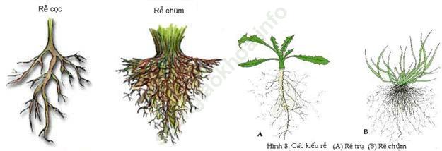Lý thuyết, Trắc nghiệm Sinh học 6 Bài 9: Các loại rễ, các miền của rễ ảnh 1