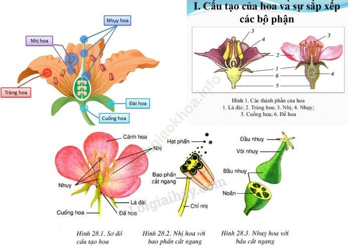 Lý thuyết, Trắc nghiệm Sinh học 6 Bài 28: Cấu tạo và chức năng của hoa ảnh 1