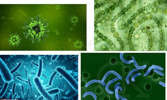 Lý thuyết, Trắc nghiệm Sinh học 6 Bài 50: Vi khuẩn ảnh 1
