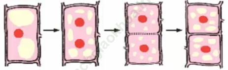 Lý thuyết, Trắc nghiệm Sinh học 6 Bài 8: Sự lớn lên và phân chia của tế bào ảnh 2
