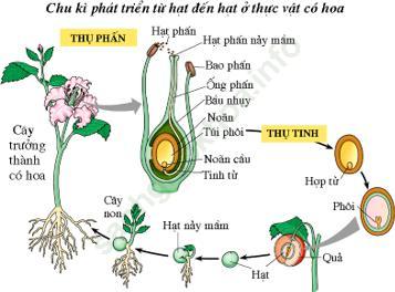 Lý thuyết, Trắc nghiệm Sinh học 6 Bài 4: Có phải tất cả thực vật đều có hoa ảnh 2