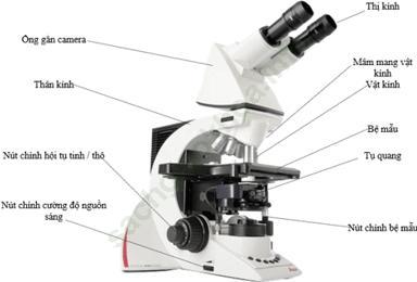 Lý thuyết, Trắc nghiệm Sinh học 6 Bài 5: Kính lúp, kính hiển vi và cách sử dụng ảnh 2