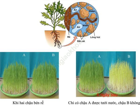 Lý thuyết, Trắc nghiệm Sinh học 6 Bài 11: Sự hút nước và muối khoáng của rễ ảnh 2