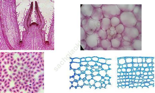 Lý thuyết, Trắc nghiệm Sinh học 6 Bài 7: Cấu tạo tế bào thực vật ảnh 3