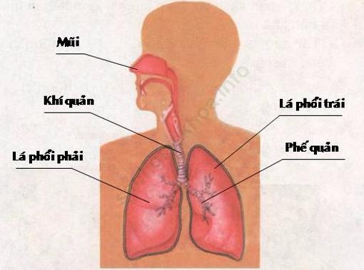 Bài 1: Hoạt động thở và cơ quan hô hấp ảnh 1