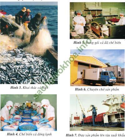 Giải bài tập SGK Địa lí 4 bài 30: Khai thác khoáng sản và hải sản ở vùng biển Việt Nam