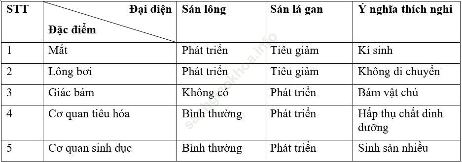 Bài 11: Sán lá gan ảnh 1