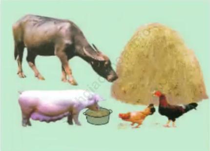 Lý thuyết & Trắc nghiệm Bài 37: Thức ăn vật nuôi ảnh 1