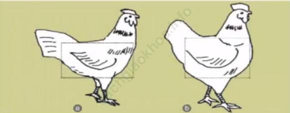 Lý thuyết Bài 35: Thực Hành : Nhận biết và chọn một số giống gà quan sát ngoại hình và đo kích thước các chiều ảnh 1