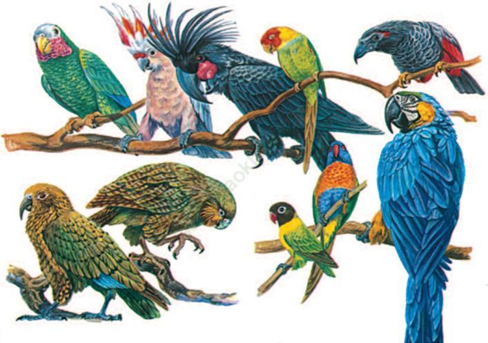 Lý thuyết & Trắc nghiệm Bài 1: Thế giới động vật đa dạng, phong phú ảnh 1