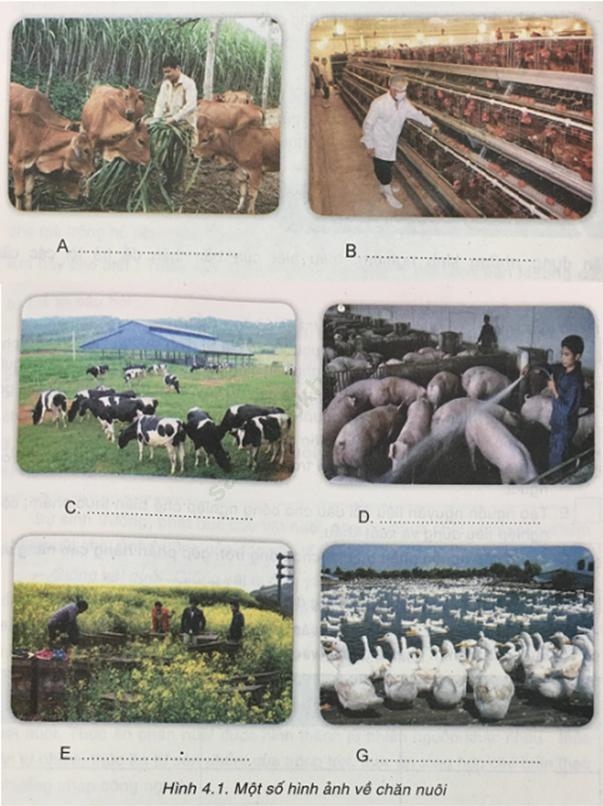 Công nghệ 7 VNEN Bài 4: Vai trò, đặc điểm, yếu tố ảnh hưởng các phương thức chăn nuôi ảnh 1