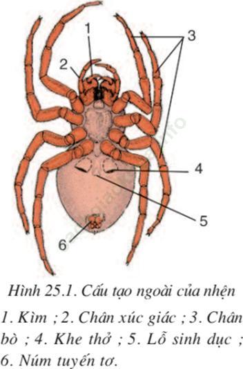 Lý thuyết & Trắc nghiệm Bài 25: Nhện và sự đa dạng của lớp hình nhện ảnh 1