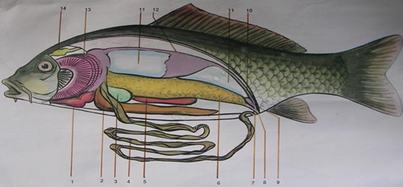 Lý thuyết & Trắc nghiệm Bài 33: Cấu tạo trong của cá chép ảnh 1