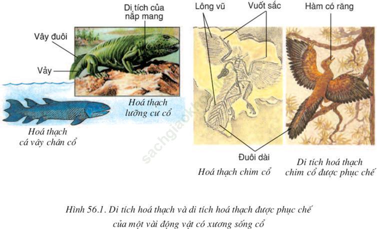 Lý thuyết & Trắc nghiệm Bài 56: Cây phát sinh giới động vật ảnh 1