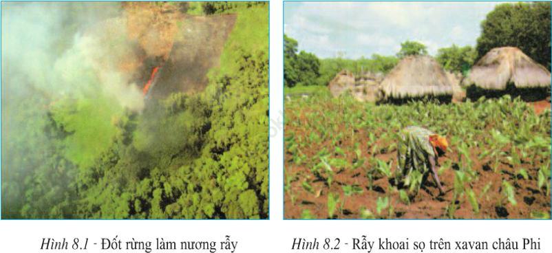 Lý thuyết & Trắc nghiệm Bài 8: Các hình thức canh tác trong nông nghiệp ở đới nóng ảnh 1