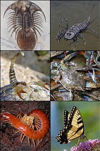 Lý thuyết Sinh học 7 Bài 2: Phân biệt động vật với thực vật. Đặc điểm chung của động vật (hay, chi tiết)