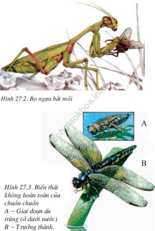 Lý thuyết Sinh học 7 Bài 27: Đa dạng và đặc điểm chung của lớp Sâu bọ (hay, chi tiết)