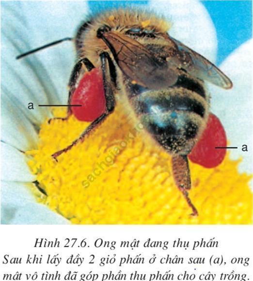 Lý thuyết Sinh học 7 Bài 27: Đa dạng và đặc điểm chung của lớp Sâu bọ (hay, chi tiết)