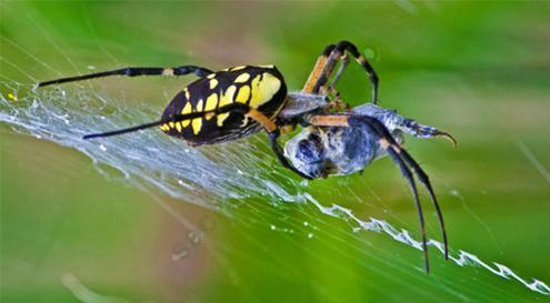 Lý thuyết Sinh học 7 Bài 25: Nhện và sự đa dạng của lớp hình nhện (hay, chi tiết)