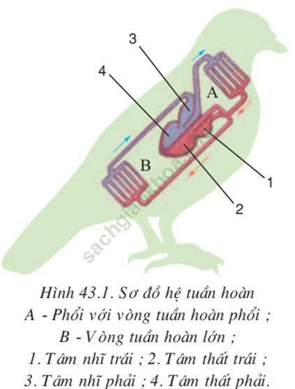 Lý thuyết Sinh học 7 Bài 43: Cấu tạo trong của chim bồ câu (hay, chi tiết)