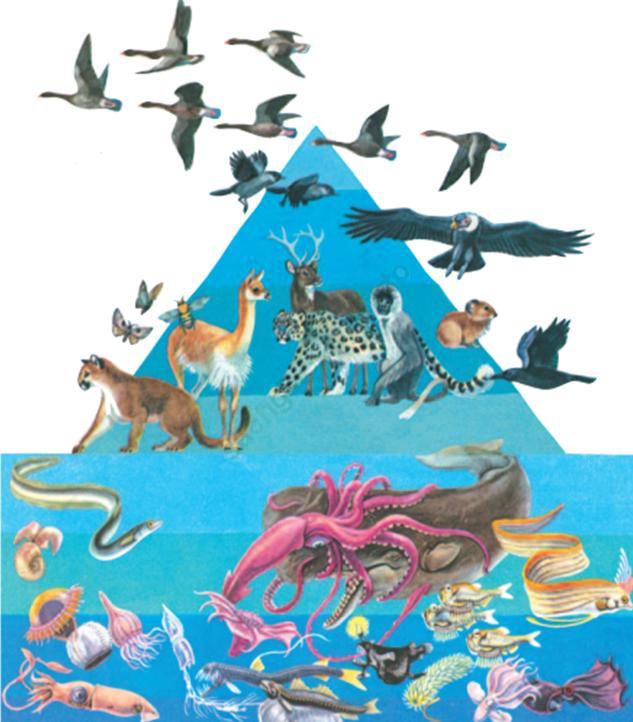 Lý thuyết & Trắc nghiệm Bài 1: Thế giới động vật đa dạng, phong phú ảnh 6