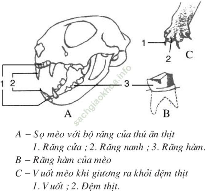 Lý thuyết Sinh học 7 Bài 50: Đa dạng của lớp thú bộ ăn sâu bọ, bộ gặm nhấm, bộ ăn thịt (hay, chi tiết)