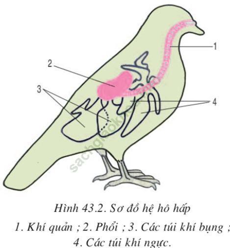 Lý thuyết Sinh học 7 Bài 43: Cấu tạo trong của chim bồ câu (hay, chi tiết)