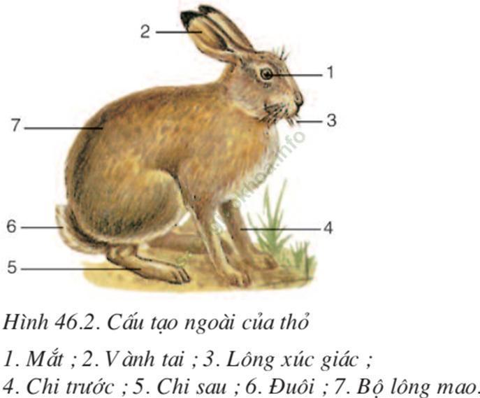 Lý thuyết Sinh học 7 Bài 46: Thỏ (hay, chi tiết)