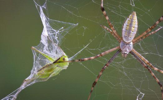 Lý thuyết & Trắc nghiệm Bài 25: Nhện và sự đa dạng của lớp hình nhện ảnh 7