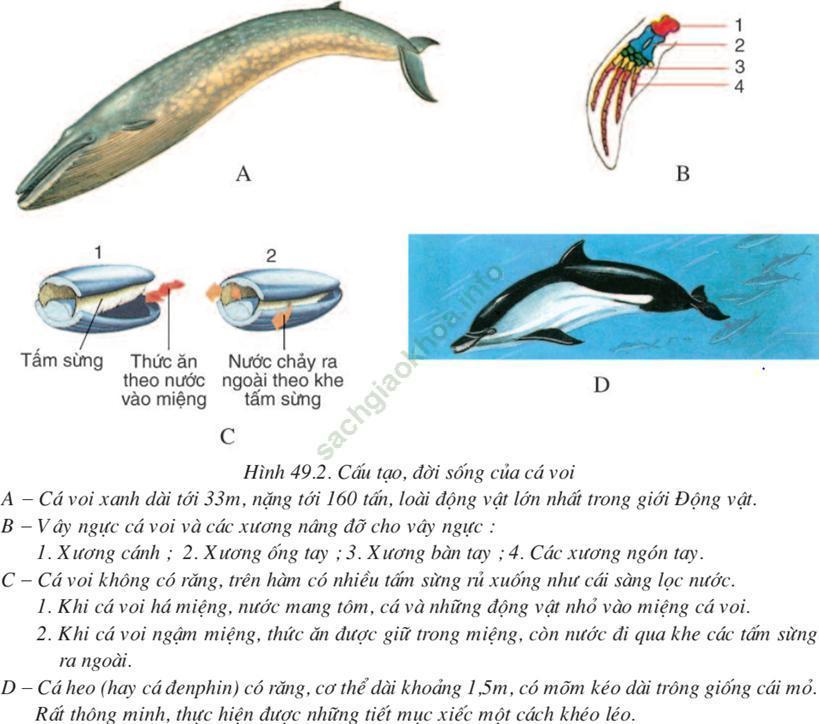 Lý thuyết Sinh học 7 Bài 49: Đa dạng của lớp thú bộ dơi và bộ cá voi (hay, chi tiết)