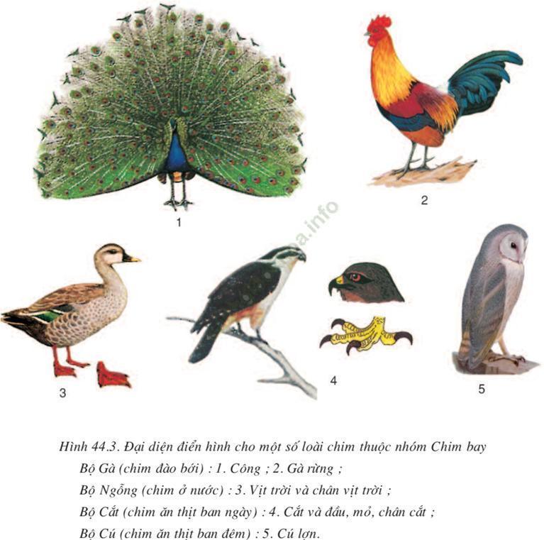 Lý thuyết Sinh học 7 Bài 44: Đa dạng và đặc điểm chung của lớp chim (hay, chi tiết)