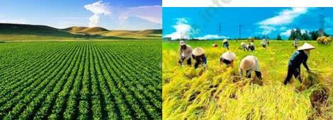 Giáo án Địa Lí 9 Bài 8: Sự phát triển và phân bố nông nghiệp | Giáo án Địa Lí 9 mới, chuẩn nhất
